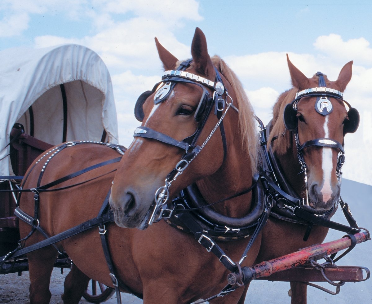 Упряжь Пароконная