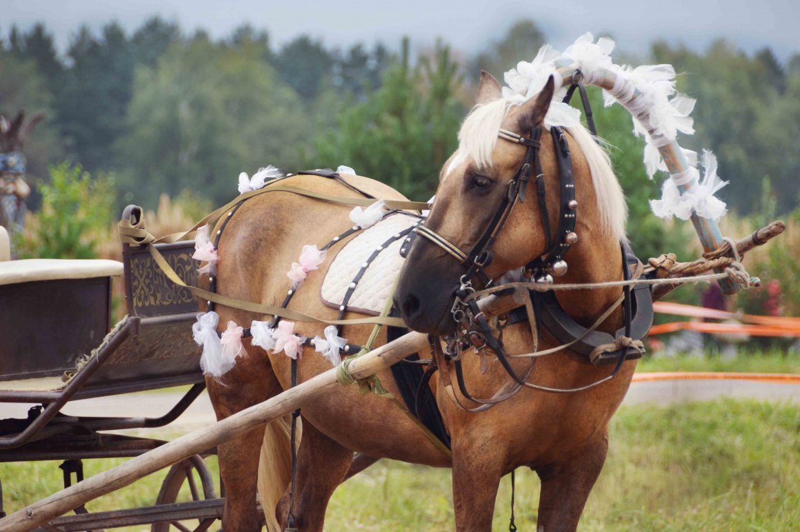Повозка с лошадью