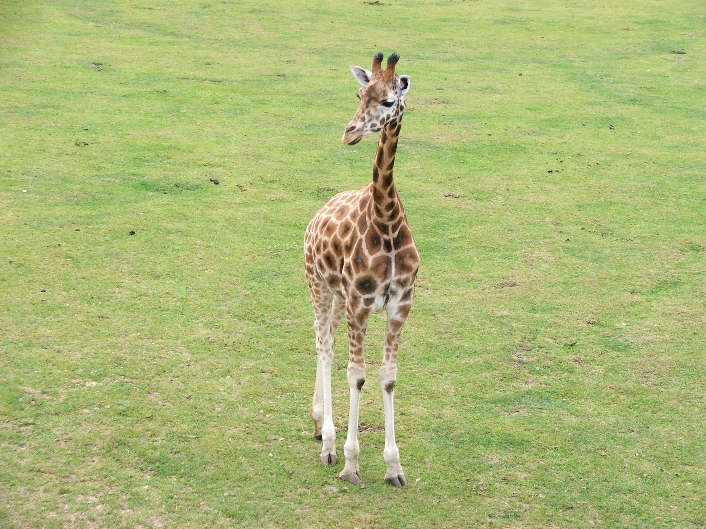 Жираф живет лет. Масайский Жираф. Парнокопытные Жираф. Жираф это млекопитающее. Жираф карлик.