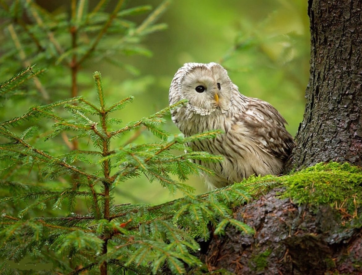 Лесная Сова