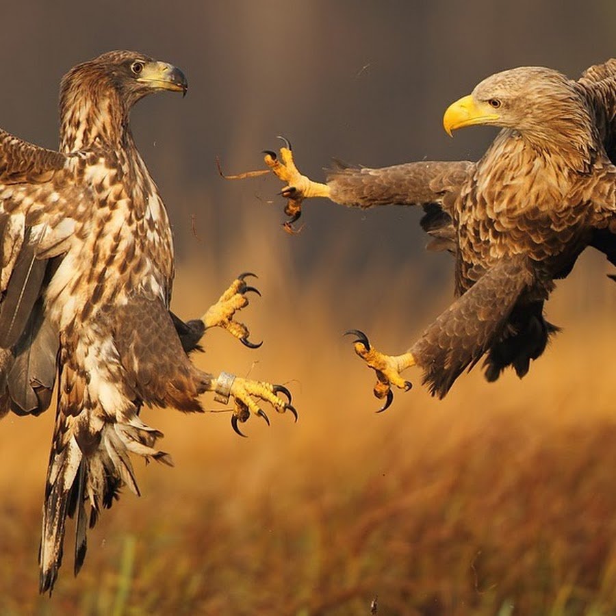 Орел в дикой природе