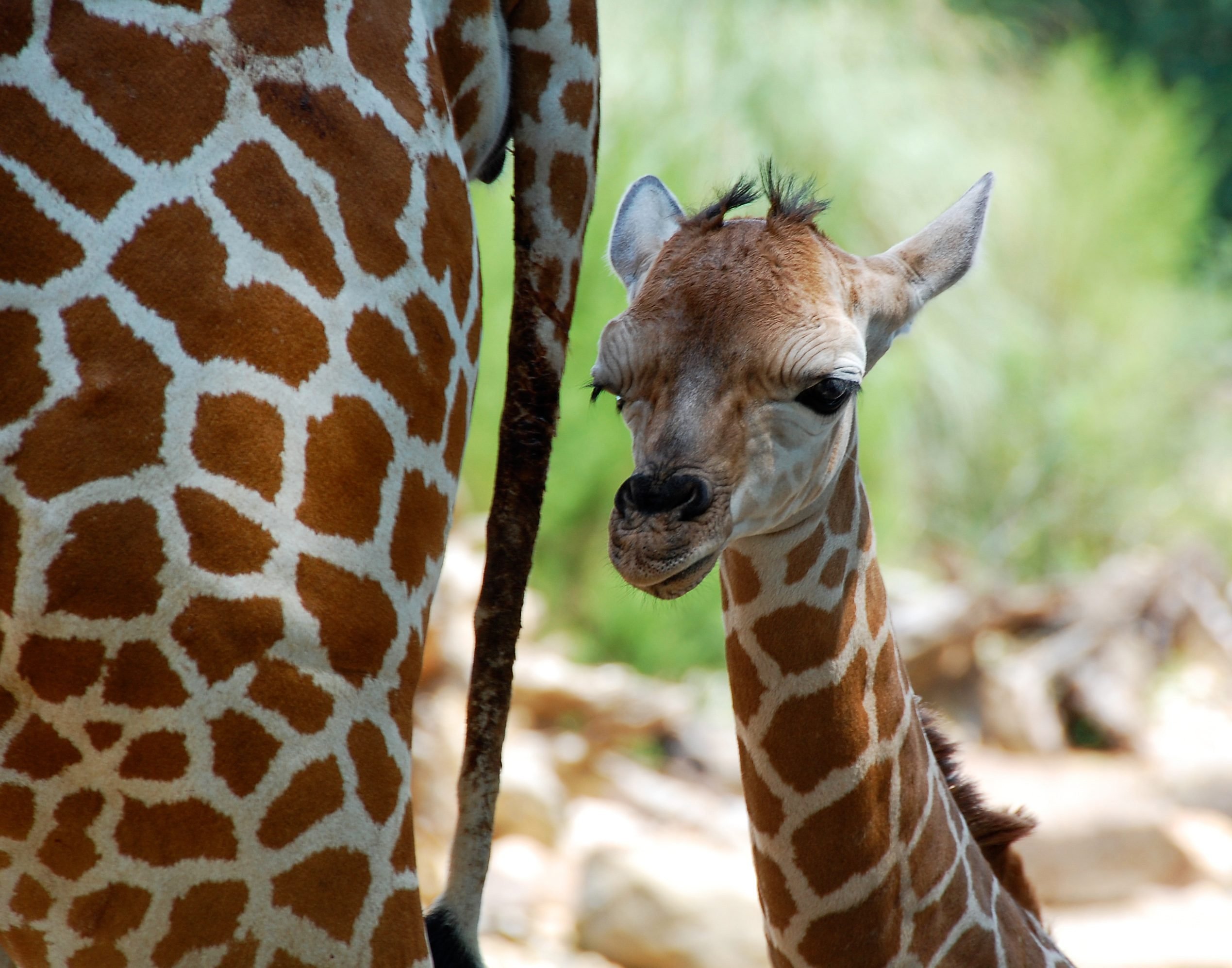 Сколько всего детенышей жирафа родилось за два. Жираф жирафа Жирафенок. Самка жирафа. Красивый Жираф. Детеныш жирафа.