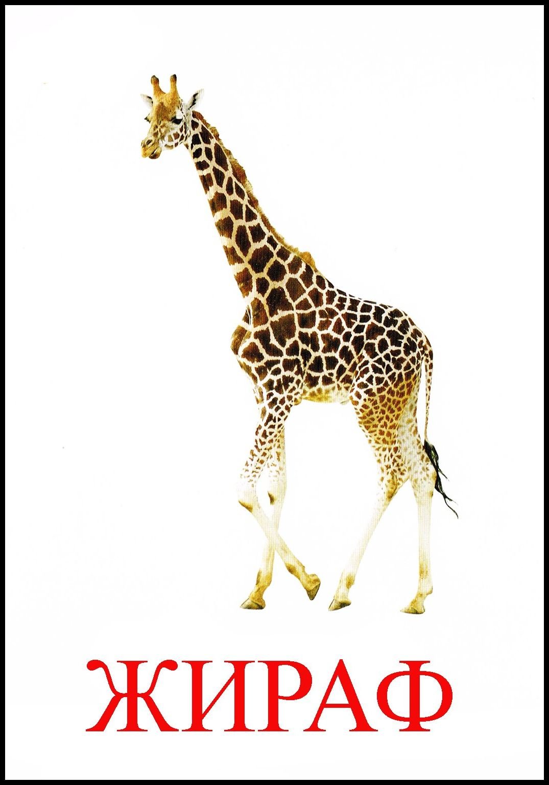 Жираф карточка для детей. Жираф картинка для детей. Карточка с изображением жирафа. Карточки с животными Жираф. Жираф звуки буквы