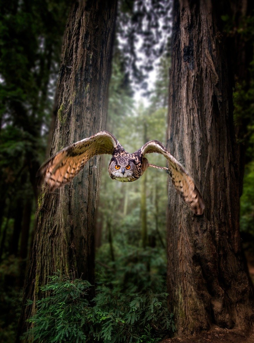 Птицы в лесу