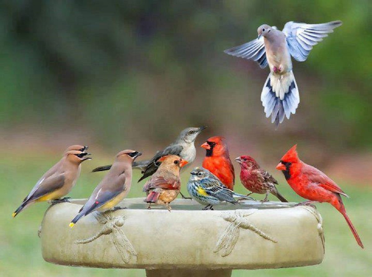 Дикие птички и 2