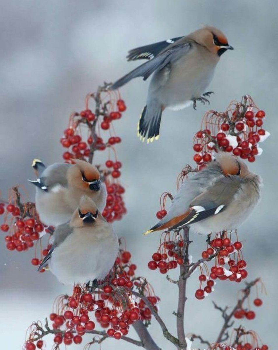 Свиристели облепили ветки. Зимние птицы. Зимние птицы Подмосковья. Красивые птицы. Красивые птицы зимой.