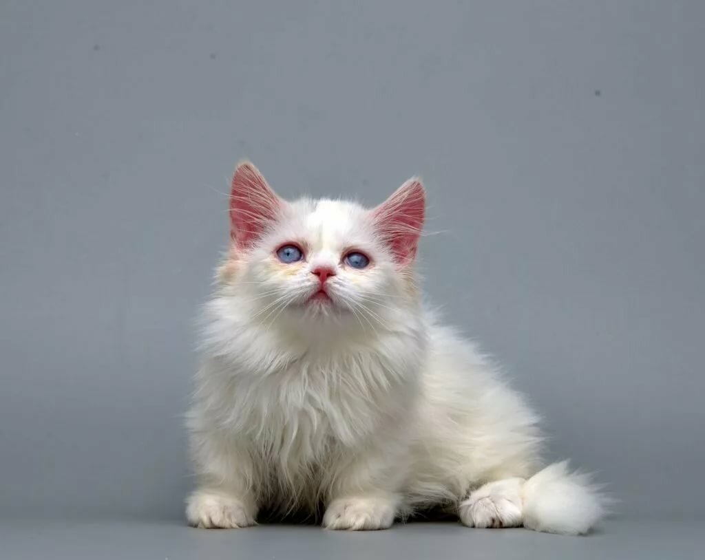 Манчкин Менуэт(порода кошек)