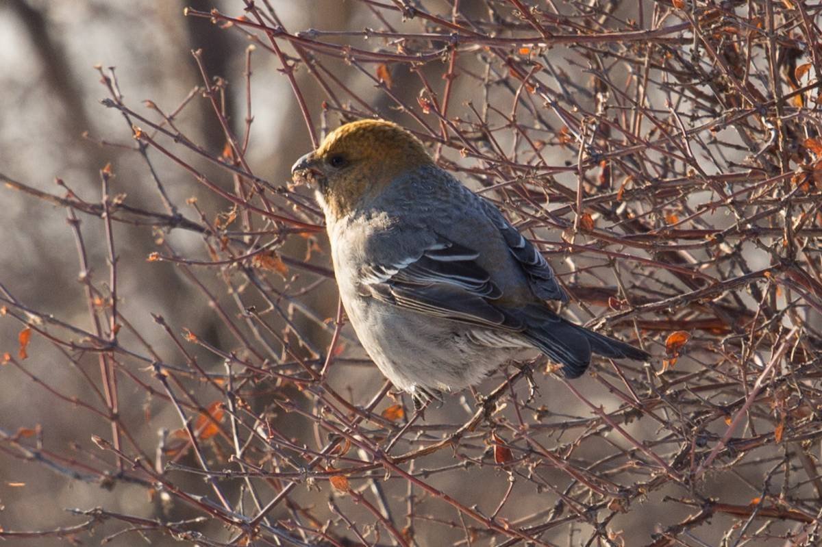 Птицы Сибири