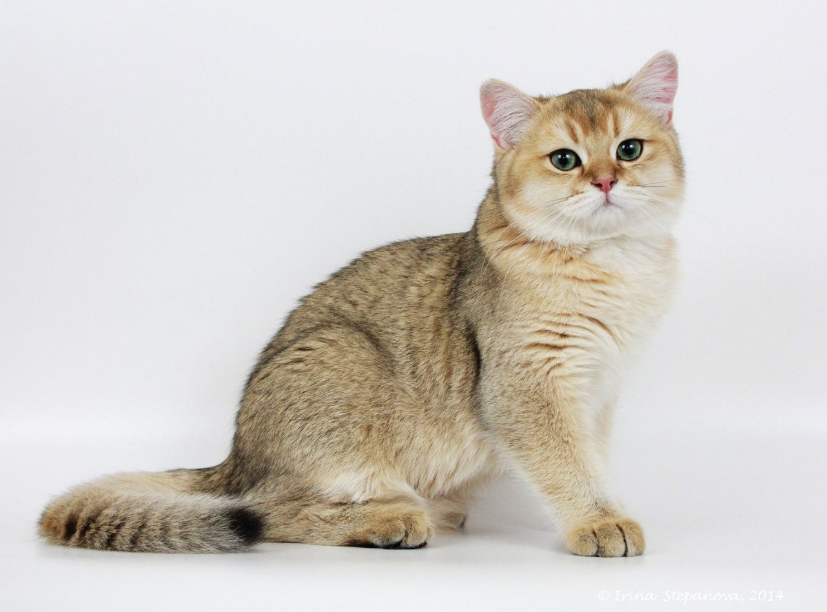 Британская Сибирская шиншилла