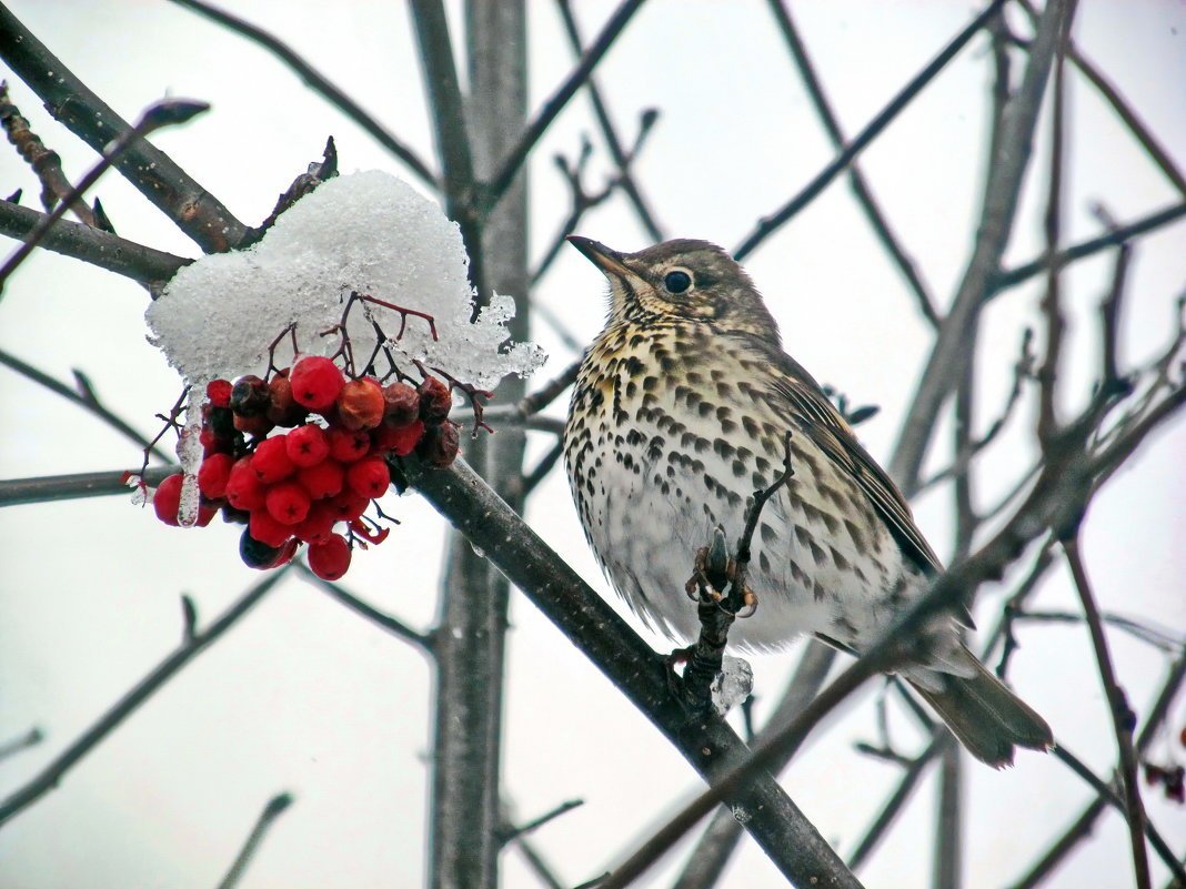 Дрозд рябинник зима
