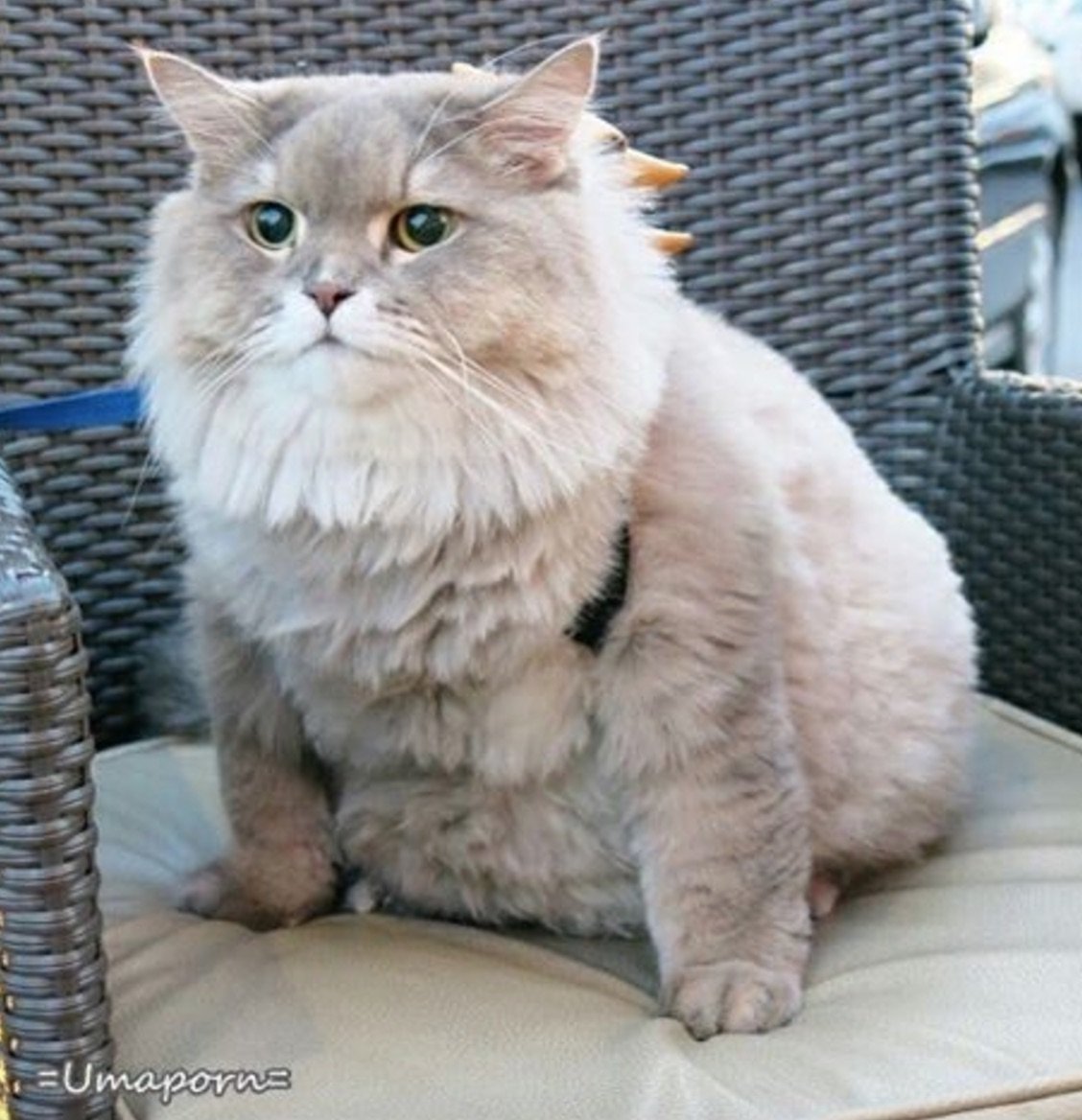 Порода Бон Бон