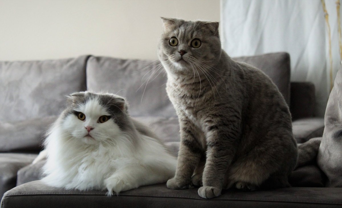 Кот Наполеон Барнаул