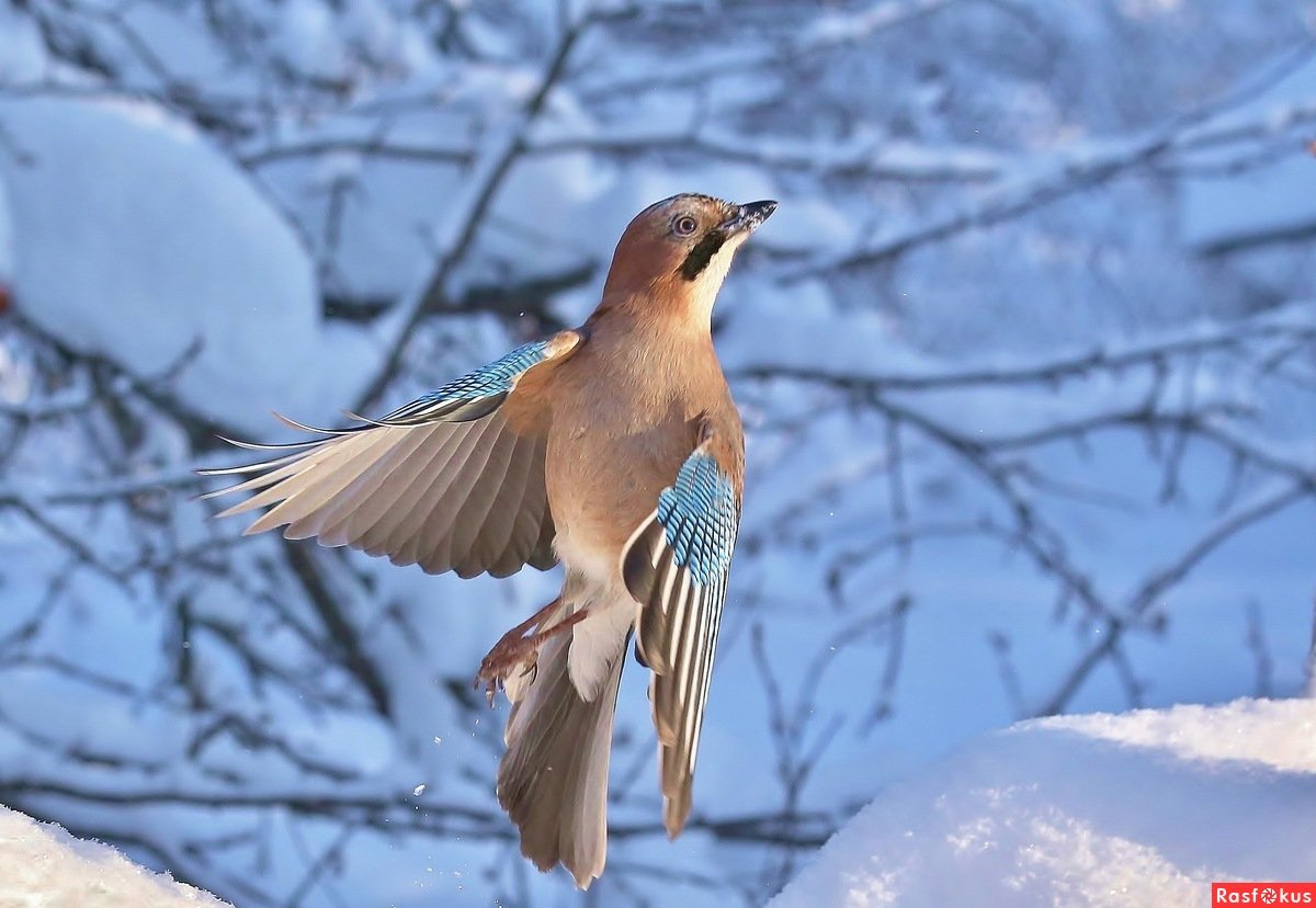 Сойка птица зимой