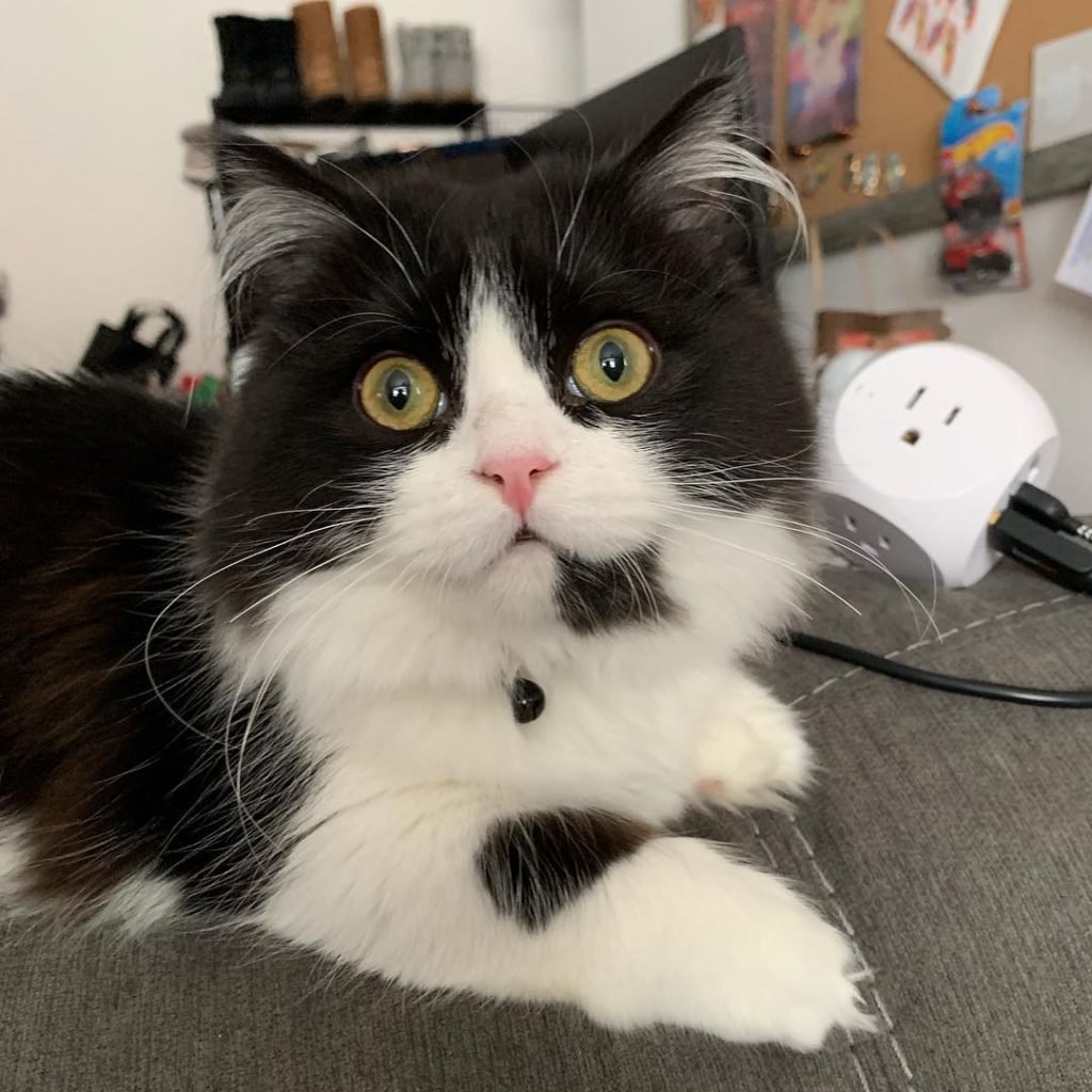 Кот Наполеон