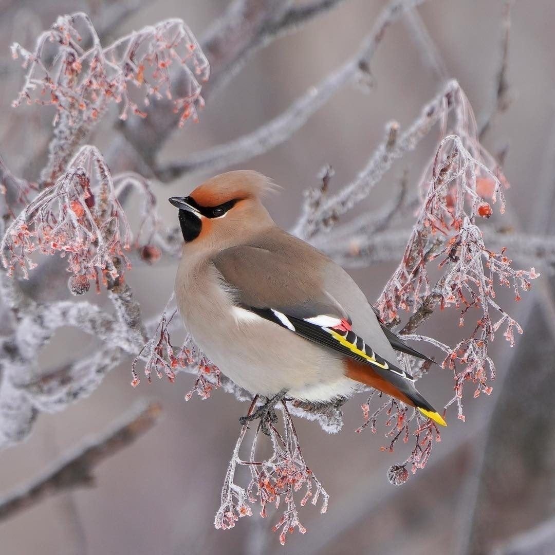 Новогодний подарок свиристели