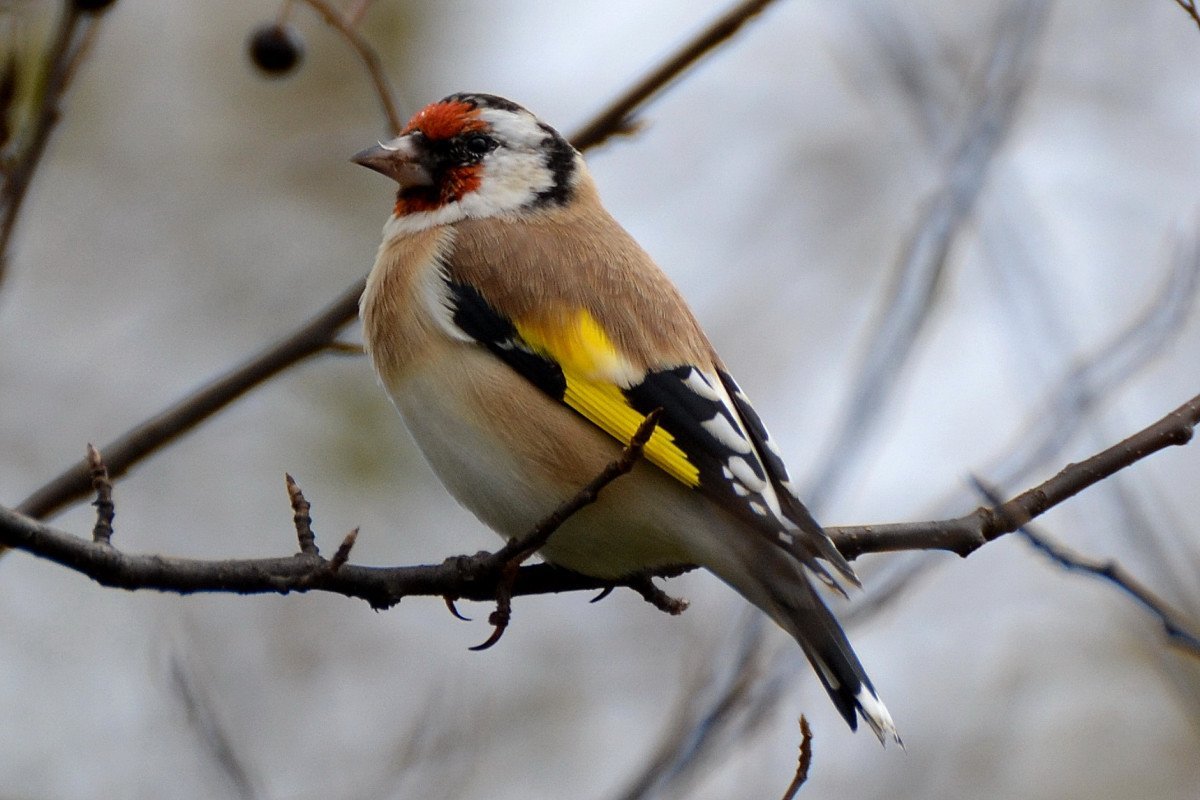 Щегол Марий Эл