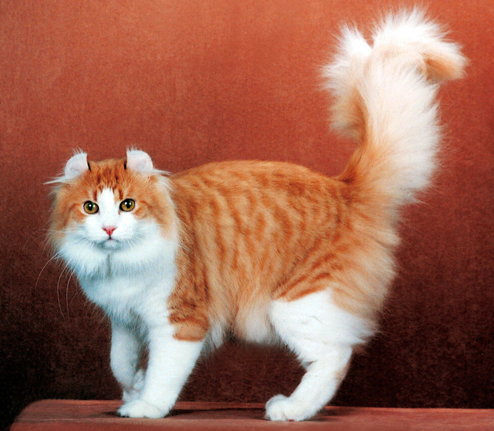 Кошка американский керл