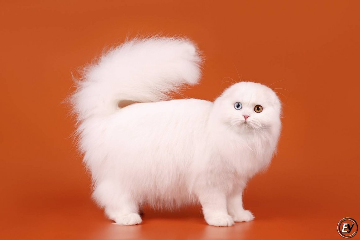 Скоттиш фолд Манчкин