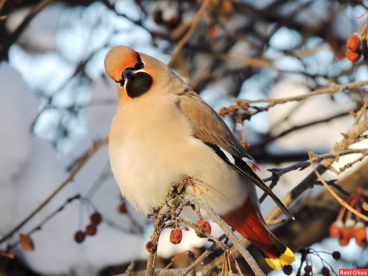 Птицы ХМАО свиристель