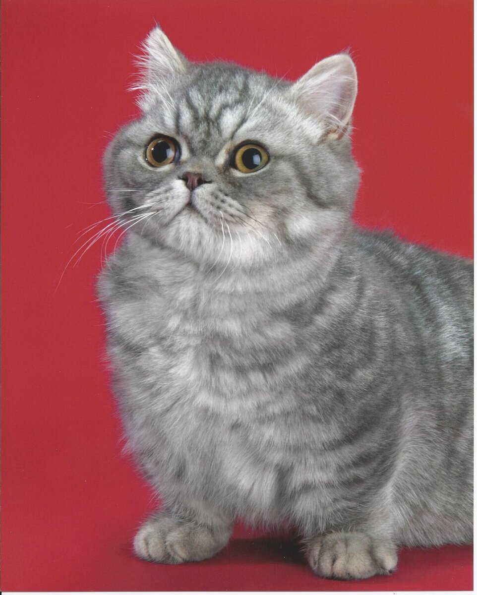 Манчкин Наполеон