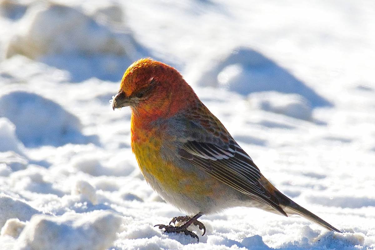 Птицы Урала