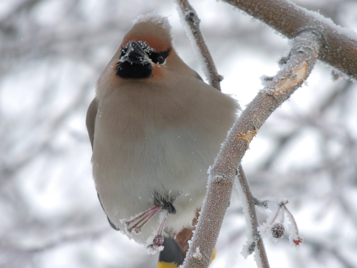 Сибирские зимние птицы