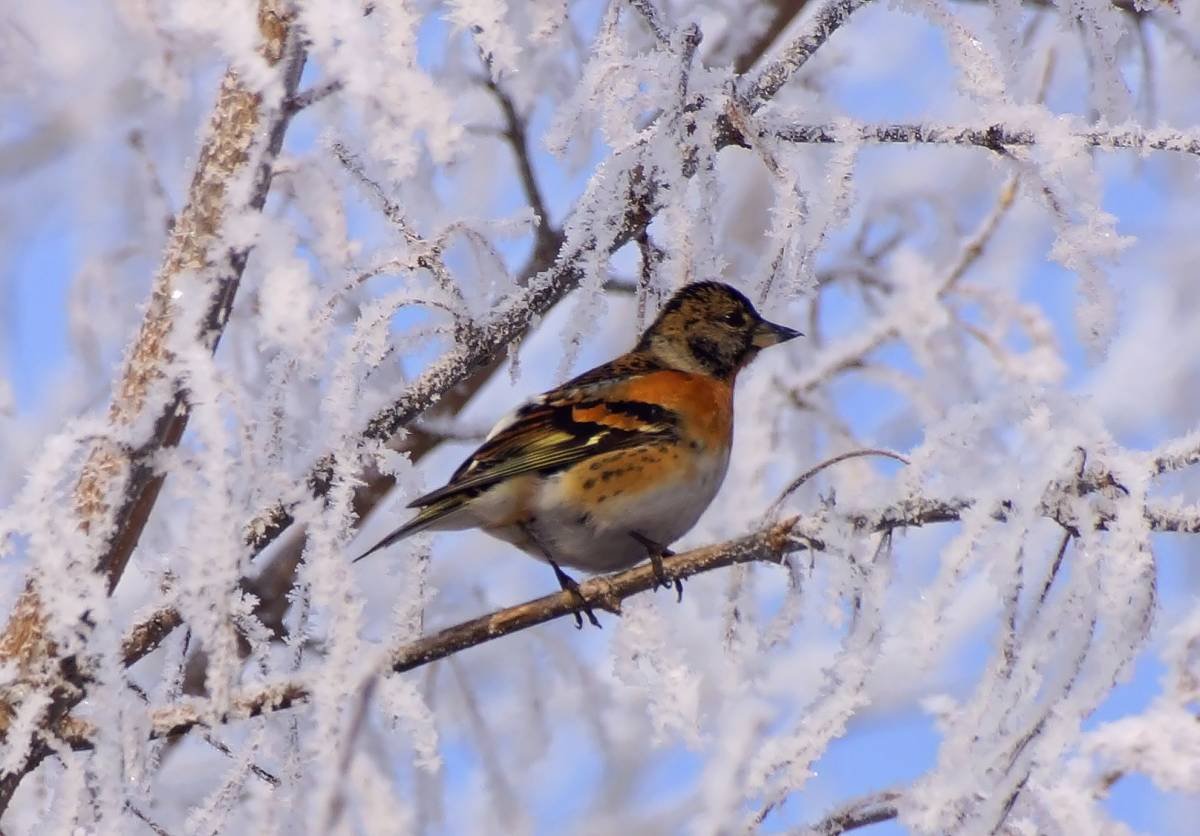 Вьюрок Зяблик