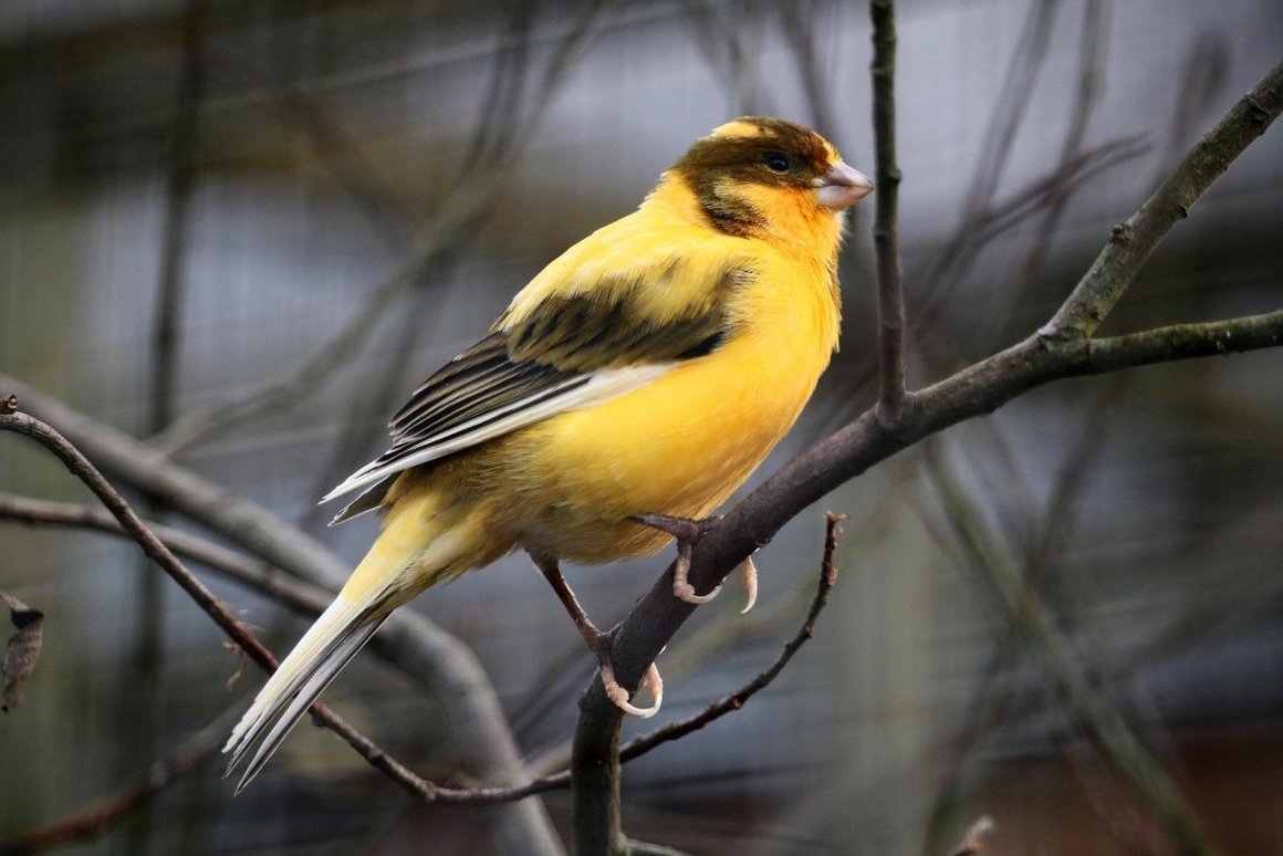 Птичка с жёлтой грудкой