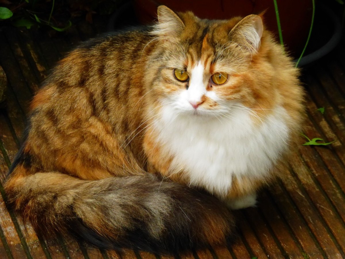 Наполеон Менуэт кошка