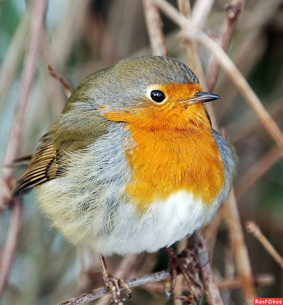 Птица Зарянка Малиновка