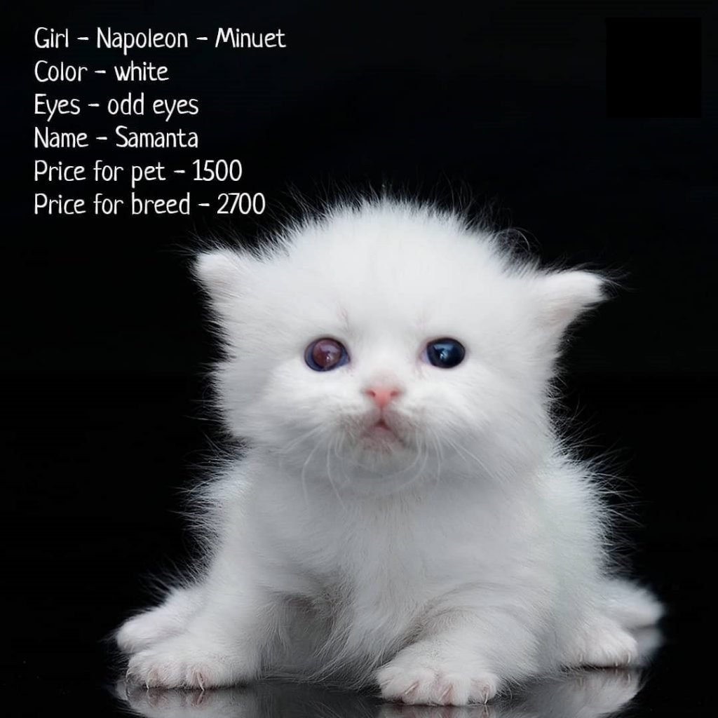 Котенок может стоить 1500