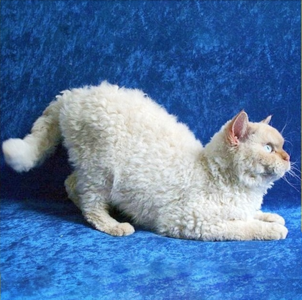 Селкирк рекс белый