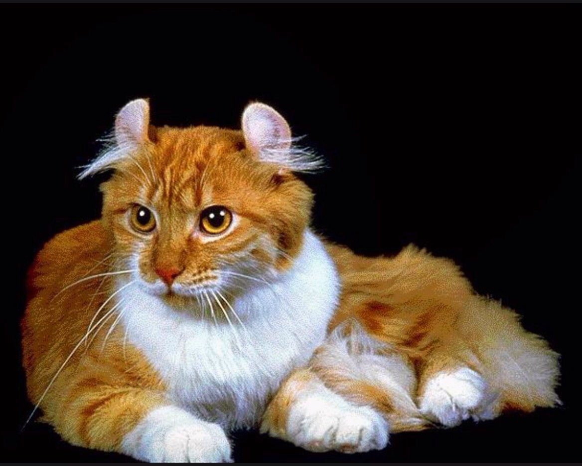 Американский кёрл полосатый