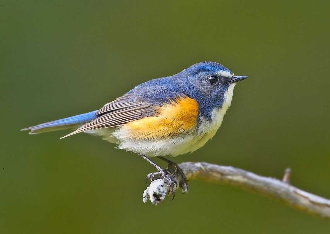 Синехвостка Сибирская