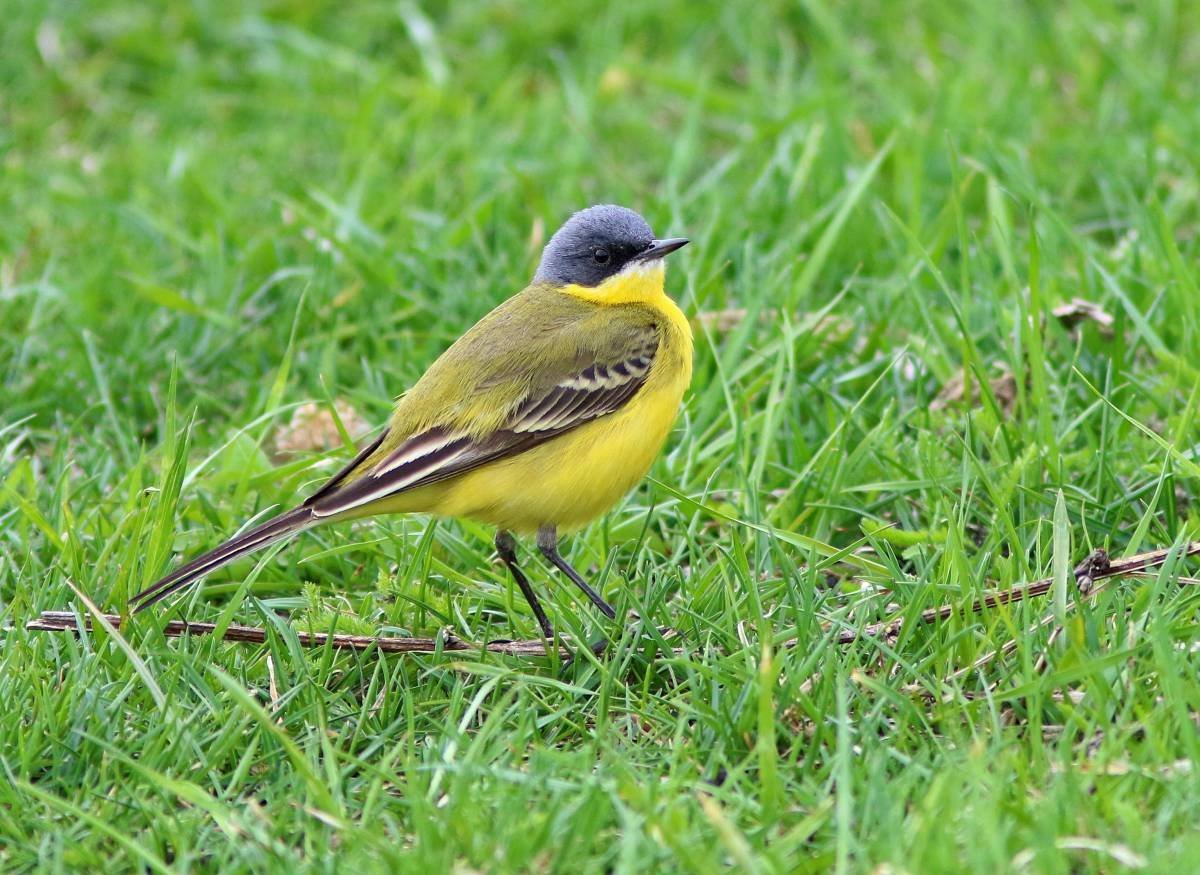 Птица с желтой грудкой