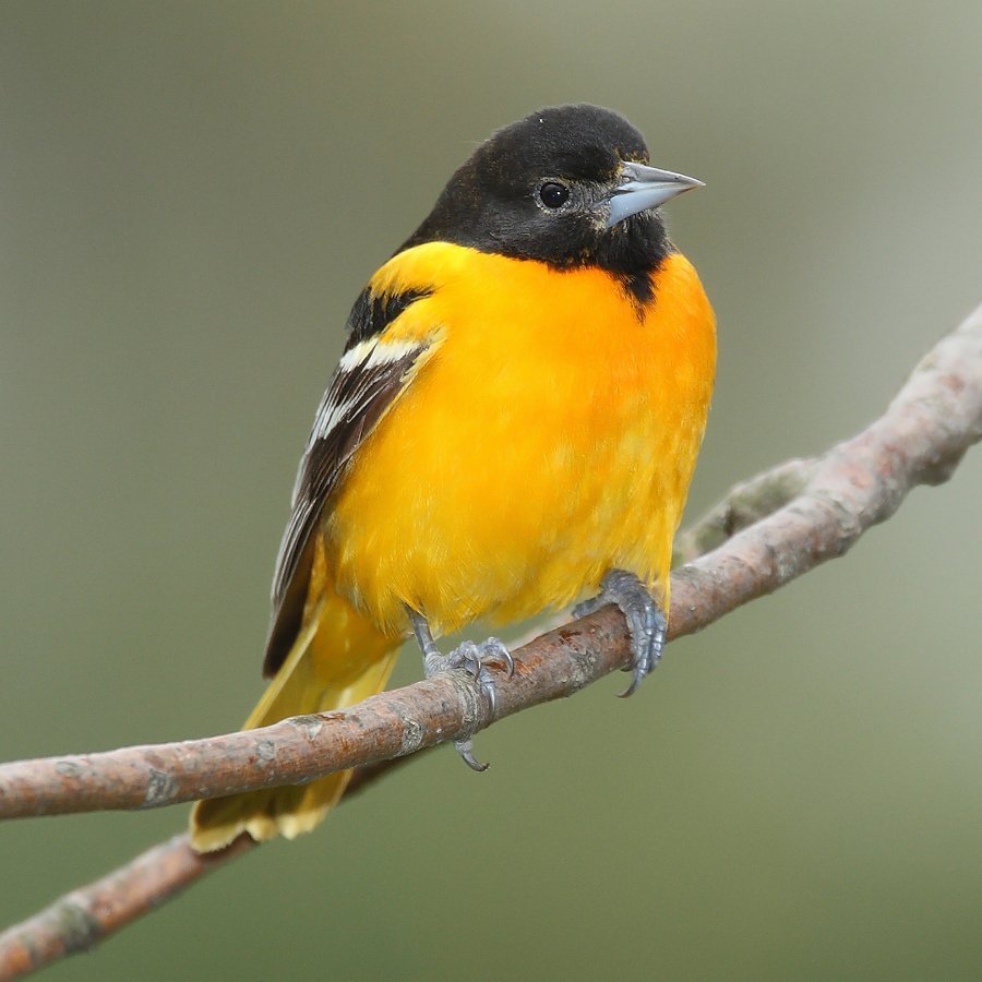 Птица с желтым брюхом