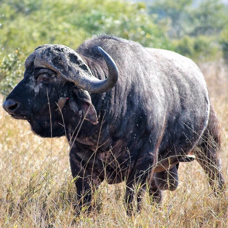 Кафрский буйвол