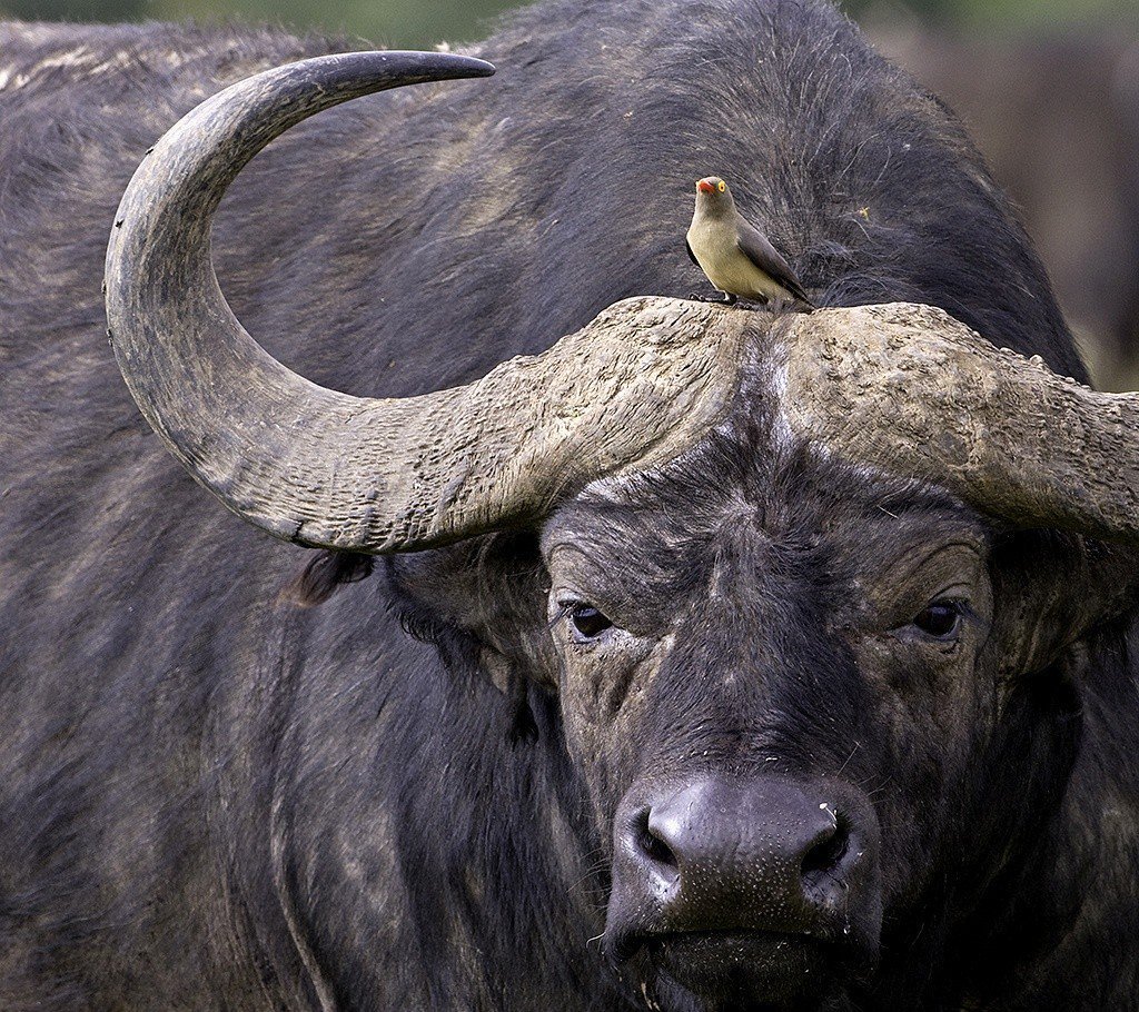 Кафрский буйвол