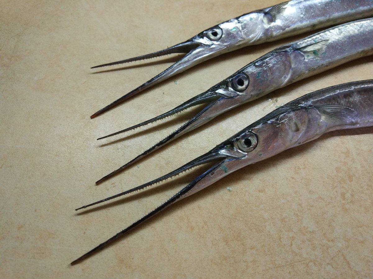 Черноморская рыба Сарган