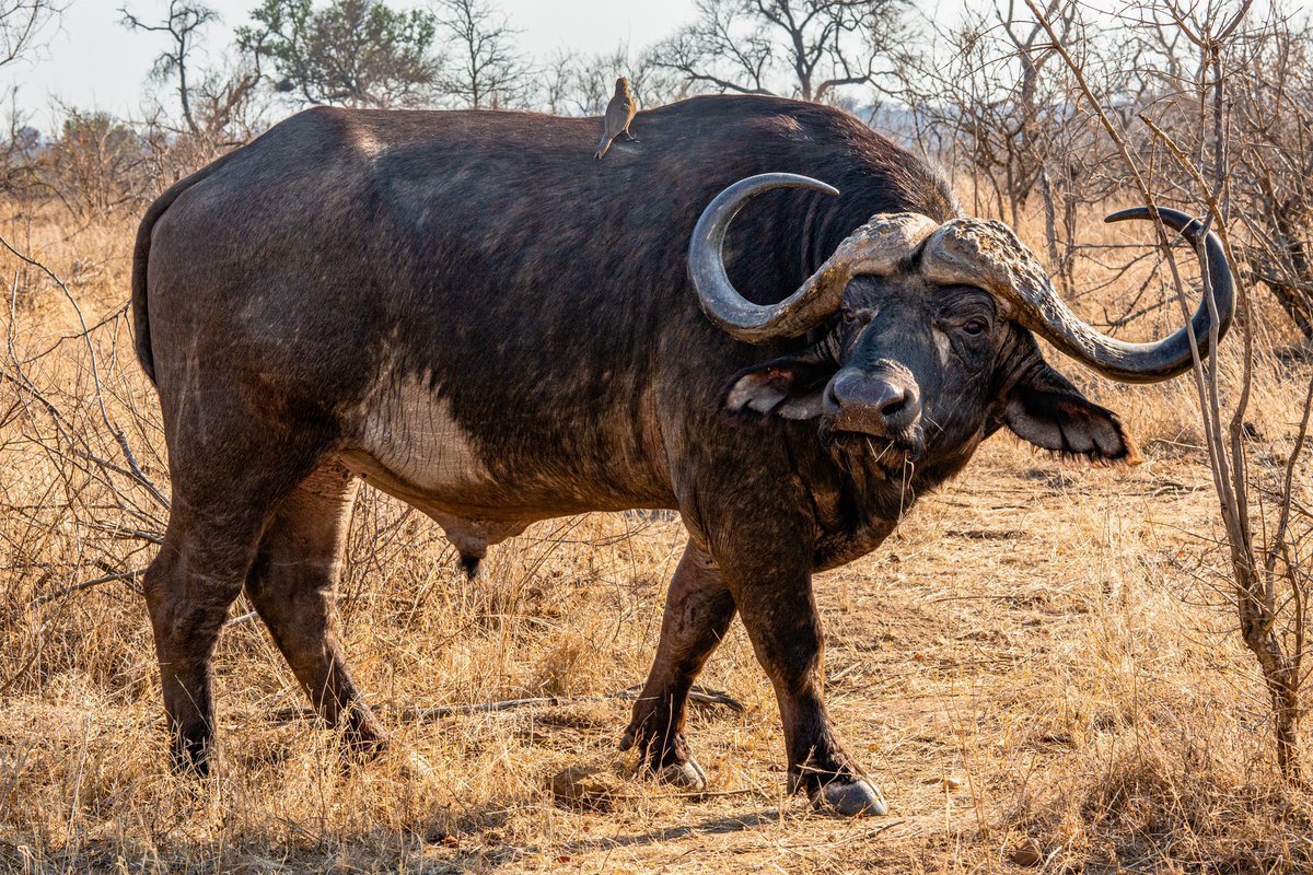 Кафрский буйвол