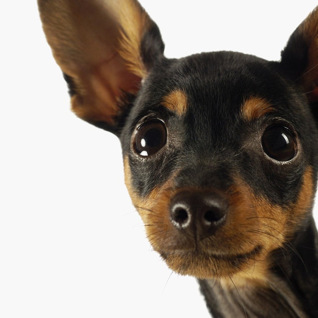 Терьер Ушастый