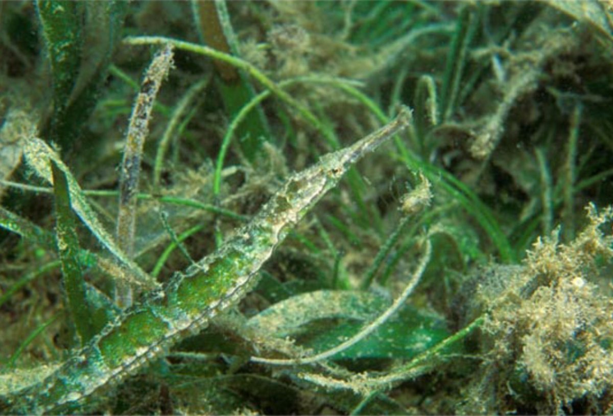 Рыба игла Мимикрия