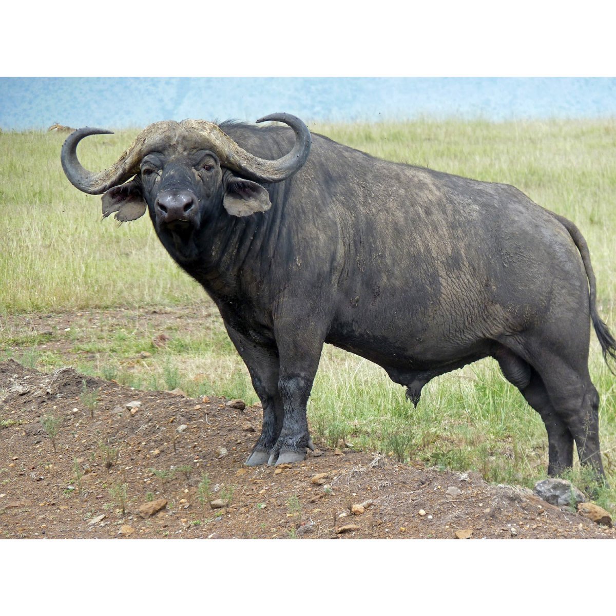 Буйвол кавказский