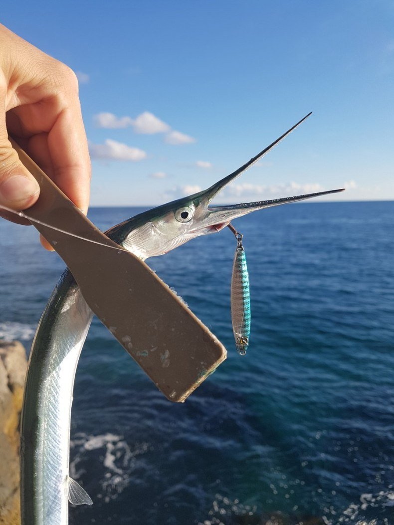 Черноморская рыба Сарган