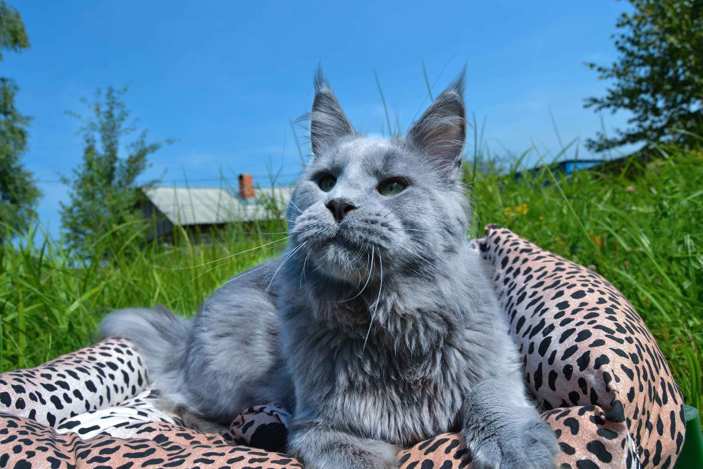 Породы больших кошек фото. Мейн-кун. Кот Мейн кун. Мейн кун голубой Солид. Мейн кун серый.