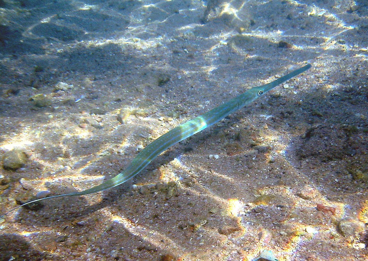 Рыба флейта Средиземное море