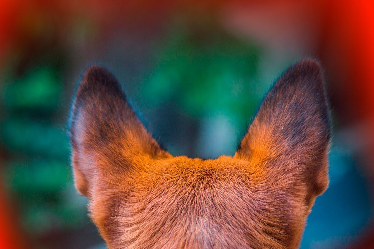 Собачьи ушки