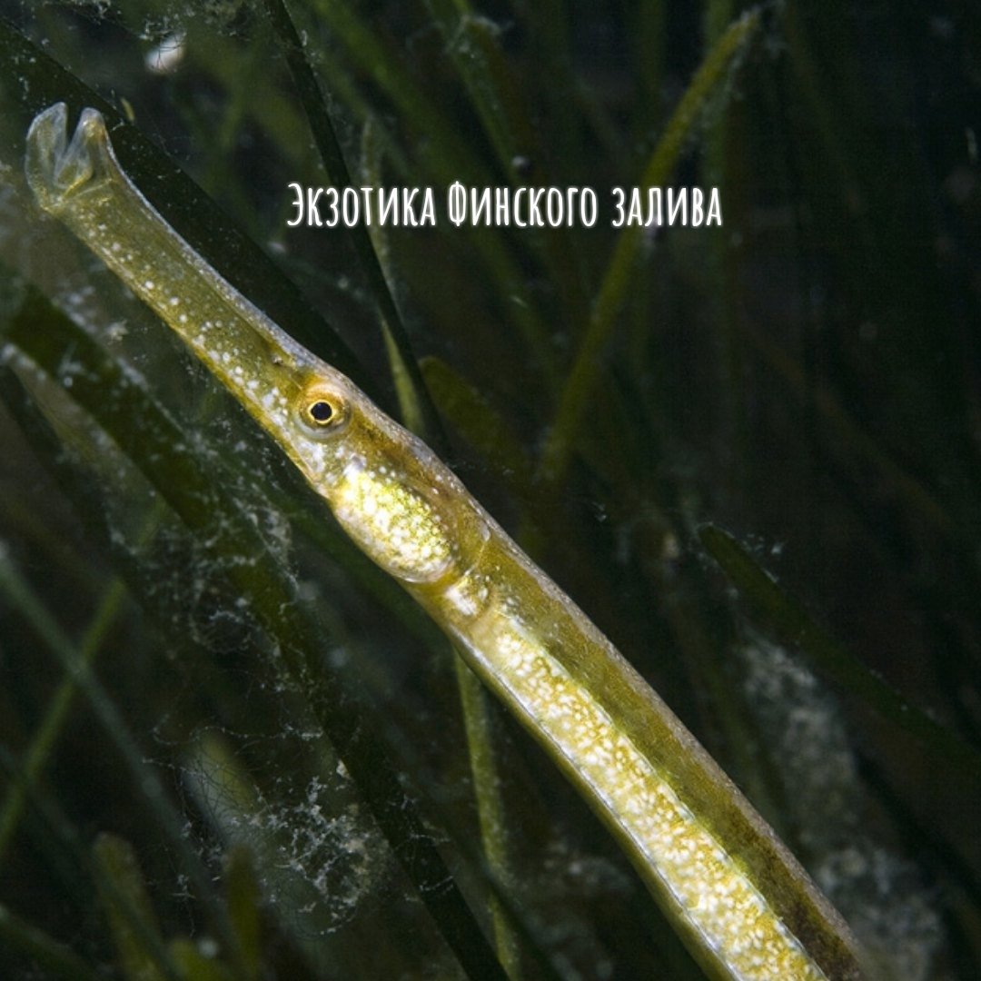 Рыба игла малек