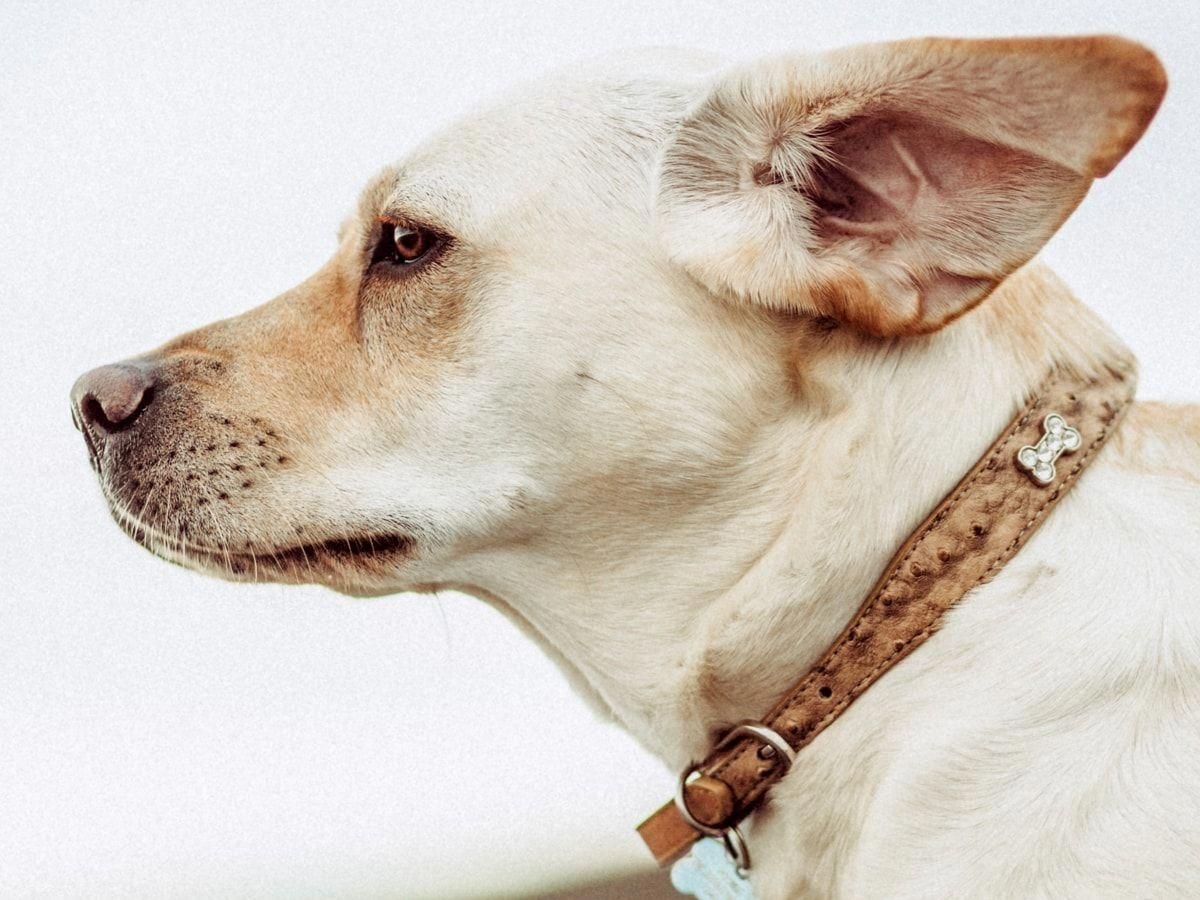 Собачьи ушки