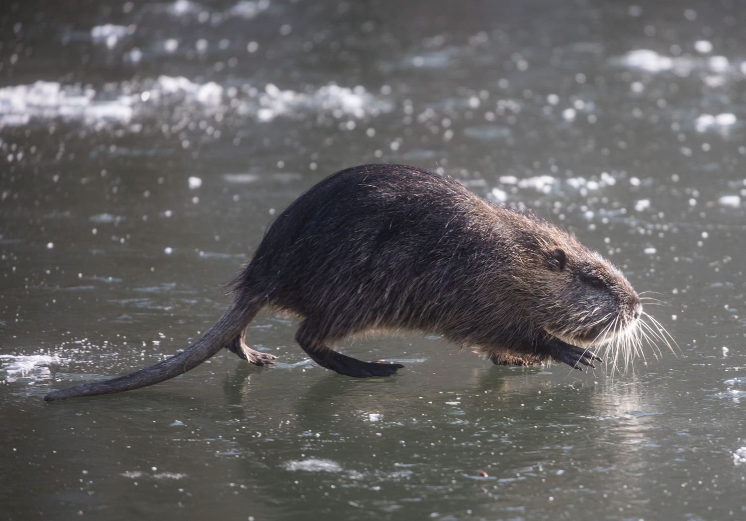 Фото водяной крысы. Водяная крыса ондатра. Крыса ондатра. Нутрия крыса. Водяная полёвка водяная крыса.